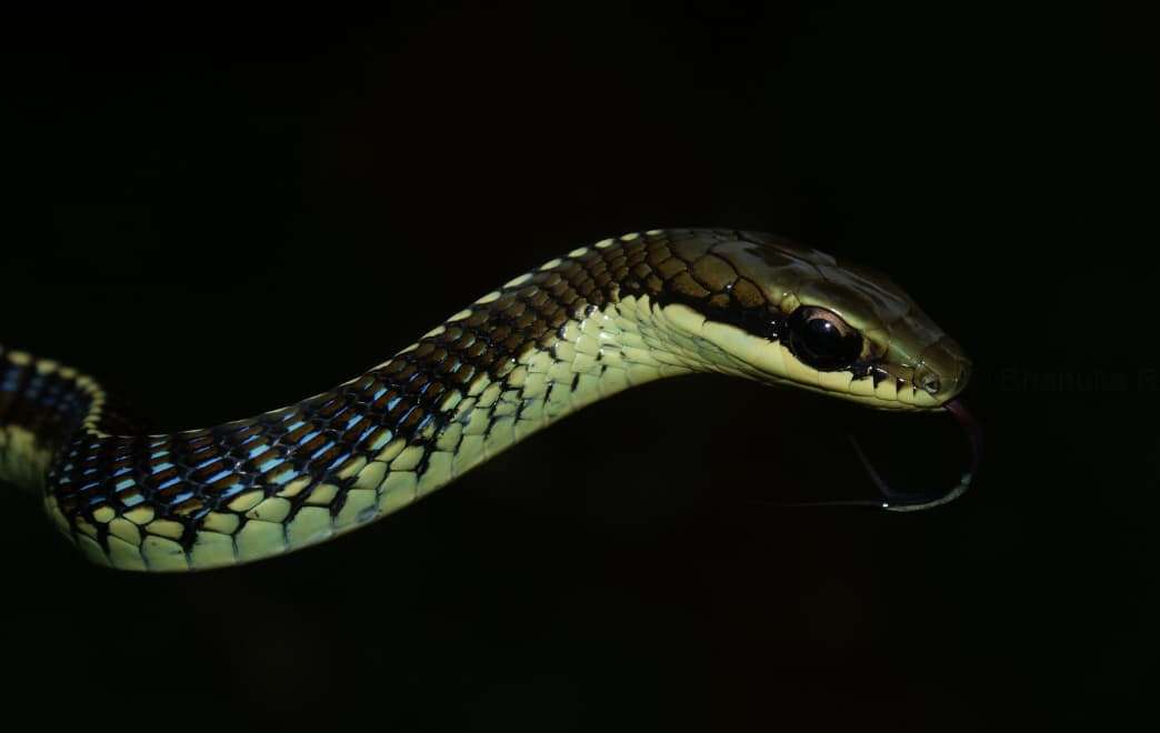 Sri Lankan Snake Species